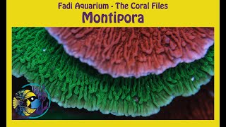 The Coral Files  Montipora Corals [upl. by Dnumsed368]