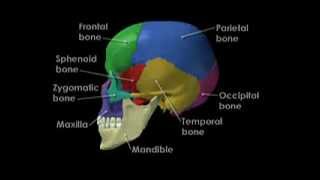 Bones of the skull Os du crâne 3D عظام الجمجمة [upl. by Repsac]