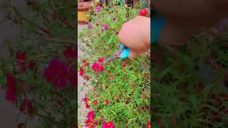 Pruning portulaca flower shortvideo howtogrowportulaca floweringplant gardenflower flowers [upl. by Hoeg]