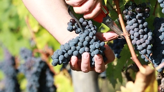 Vendemmia 2016 Brunello di Montalcino [upl. by Marguerita469]