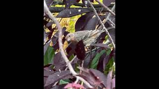 Another young House Finch and White Breasted Nuthatch [upl. by Trebmal]