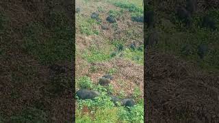 amazing animal videoswild pigs animal farmboarhog pigs farming wildhog wildhogs [upl. by Nodanrb336]