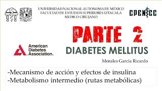 DIABETES MELLITUS Pte 2 Metabolismo intermedio  Clase virtual  Dr Garcia [upl. by Nayk861]