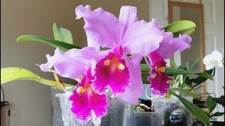 Cattleya warscewiczii how I bloom the species with the largest orchid flowers indoors in UK [upl. by Golda796]