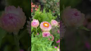 strawflower colorfulgarden gardening zone8a [upl. by Eiuqcaj]