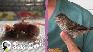 Mujer rescata a un pájaro con 1 día de vida y se convierte en su mamá I Pequeño y Valiente El Dodo [upl. by Dream]