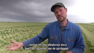 Regeneratieve landbouw mulchen van aardappels [upl. by Arola]