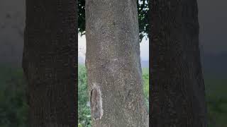 Bark of Alstonia scholaris near Mahanadi River areas [upl. by Slocum949]