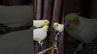 Cute cockatiels fighting😂😂 [upl. by Benedetta]