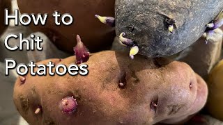 How To Chit Potatoes Before you Plant Them  Grow Eyes or Sprout  When and Why  Step By Step [upl. by Justis]