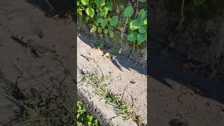 Lizards in Varadero [upl. by Nolubez981]