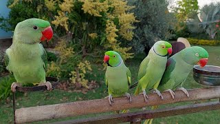 Amazing Indian Ringneck Parrots  Natural Parrot Sounds [upl. by Sherlocke144]