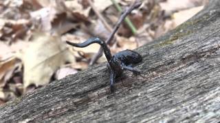 Blue spotted salamander Unken reflex [upl. by Eirojram607]