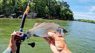 4 Hours of RAW and UNCUT Kayak Catfishing  Anchor Fishing with Cut Bait on Chickamauga Reservoir [upl. by Fagaly914]