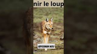 Rencontrez le loup éthiopien une merveille rare de la nature 🏞️🔍 LoupRare ExplorationAnimalequot [upl. by Fons]