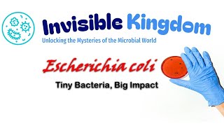 E coli Explained Tiny Bacteria Big Impact [upl. by Theis]