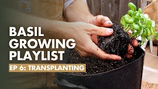 Ep 68 How to Transplant Basil into the Garden  Basil Growing Guide [upl. by Ateval]