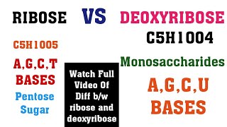 Ribose vs Deoxyribose  Main Differences between ribose and deoxyribose sugars [upl. by Aloysius201]