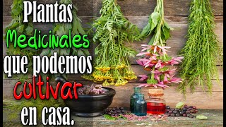 Plantas Medicinales que podemos cultivar en casa [upl. by Assirk]