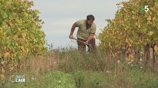 Sécheresse dans l’Hérault  des habitants toujours soumis à des restrictions cdanslair 18112023 [upl. by Gomer823]