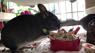 Chinchillas playing chinchilla youtubevideo cute [upl. by Zita601]