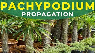 PACHYPODIUM PROPAGATION FROM SEEDS  Madagascar palm tree growing [upl. by Aiz]