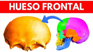 ✅ Hueso FRONTAL  ATLAS de Anatomía Humana en YouTube  Amigos de la Medicina [upl. by Giefer257]