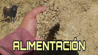 ALIMENTACIÓN PARA GANADO DE ENGORDA🐂🌾LOS DEL CORRAL MX 🐃🐂 [upl. by Einehpets551]