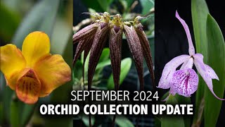 quotWhats in Bloomquot Orchid Collection Update  September 2024  NEW Grow Tent Update amp Blooming Plants [upl. by Sset100]