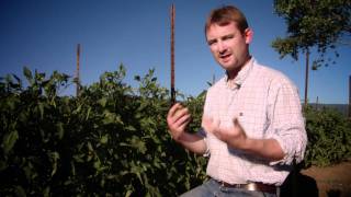 Your Heirloom Tomato  Ripening amp Storing [upl. by Williamson]