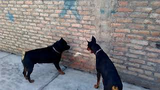 Doberman vs Rottweiler ¿Que perro es mas fuerte [upl. by Lynad]