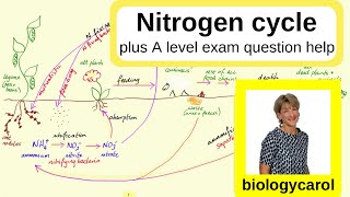 Nitrogen Cycle  for A level [upl. by Emylee]