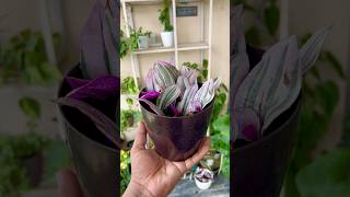 Inch Plant  Tradescantia Zebrina Propagation  How To Propagate Inch Plant shorts gardening [upl. by Oznole699]