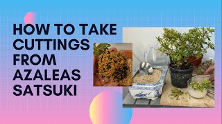 How To Take Cuttings From Azalea Azalea Cuttings [upl. by Siekram]