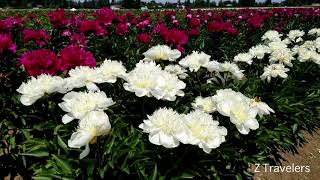 Adelman Peony Gardens Oregon [upl. by Heidy]