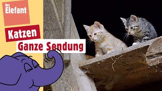 Wie leben Katzenbabies  Der Elefant  WDR [upl. by Lacie]