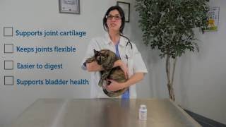 Cosequin for Cats Helps Keep Joints Healthy and Flexible  PetMeds [upl. by Monto]