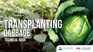 Transplanting – Transplanting Cabbage [upl. by Irac]