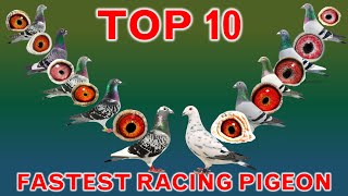 Top 10 Fastest Racing Pigeons in the World [upl. by Normie]