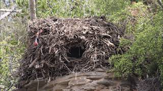 The truly remarkable massive domeshaped Hamerkop nest [upl. by Vinna984]