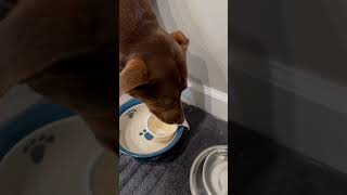 Pumpkin Spice Season for Dogs Watch My Pup’s Reaction to a Yogurt Treat [upl. by Jentoft]