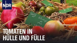 Tomatenalarm Zwei Frauen und die Rote Murmel  Die Nordreportage  NDR Doku [upl. by Keviv537]