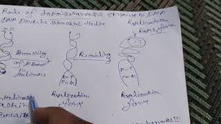 Role of topoisomerase enzyme in DNA Replication [upl. by Peppel]