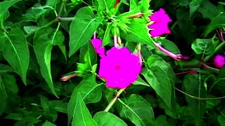 Mirabilis jalapa Belle de nuit [upl. by Levine]