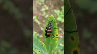 Orange Blister Beetle insecthabitat shorts [upl. by Galatea]