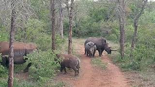 Rhinos blockieren Weg2Makutsi Safari Farm Südafrika [upl. by Lucina]