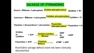 Pyrimidine Orotic aciduria Salvage pathway Catabolism Nucleotide 8 [upl. by Aradnahc40]