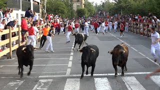 Encierro Tafalla 20082024  Ganadería Paco Galache  Fiestas de Tafalla [upl. by Anaik]