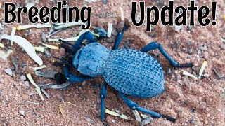 Blue DeathFeigning Beetle Breeding Surface Pupation [upl. by Jaquelyn181]