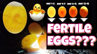 How to check if an egg is fertile and development stages egg candling [upl. by Imoian]